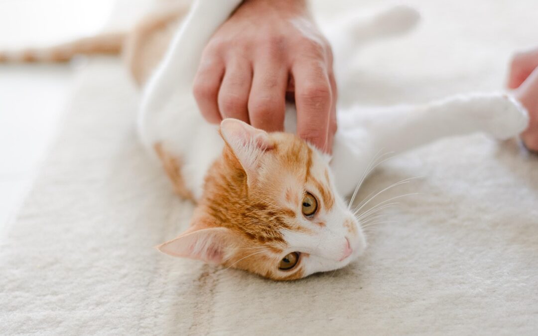 Comment aider un chat anxieux à se sentir en sécurité