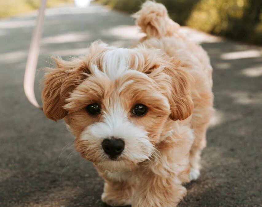 5 signes que votre animal pourrait être malade